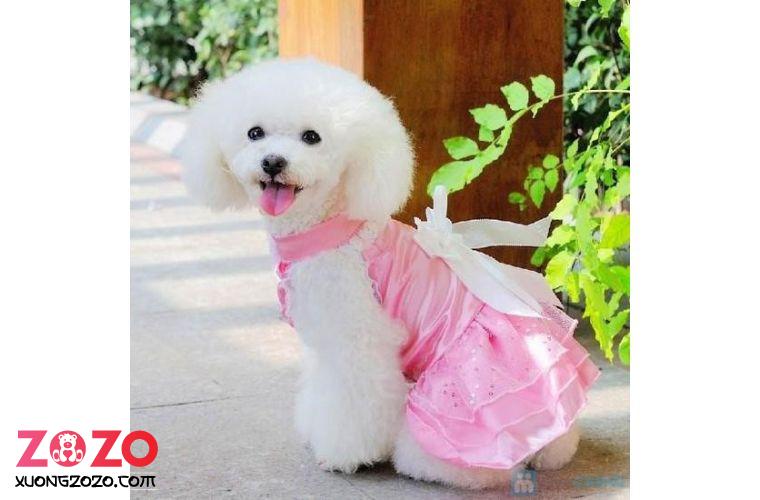 Xưởng may quần áo thú cưng theo yêu cầu 2 xuong may quan ao thu cung theo yeu cau RfMc